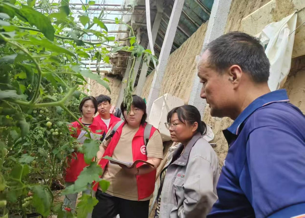 团队成员在大棚内开展实地调研工作
